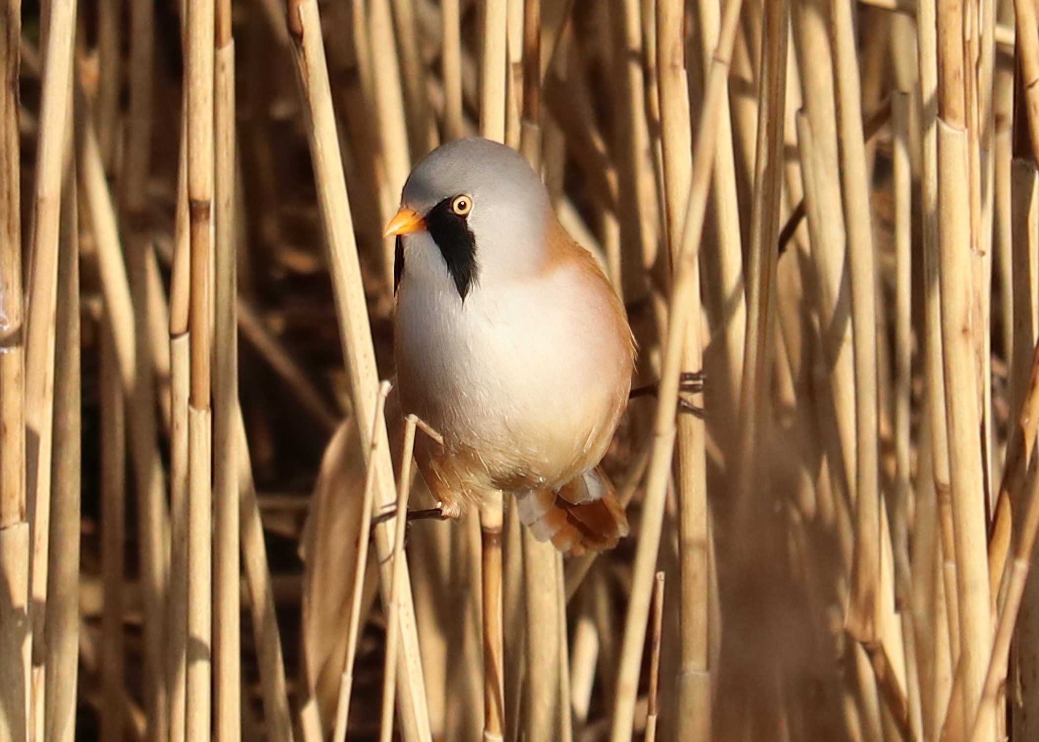 Bearded Tit
