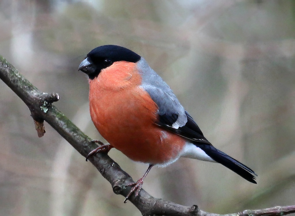 Bullfinch