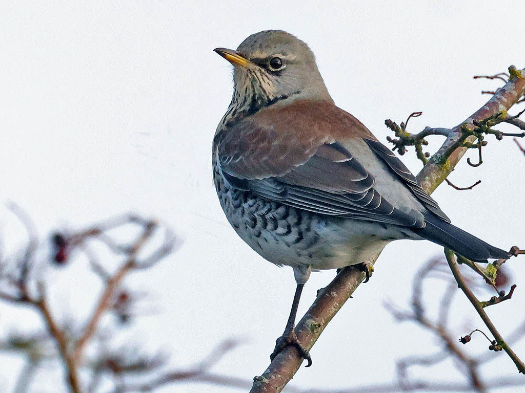 Fieldfare