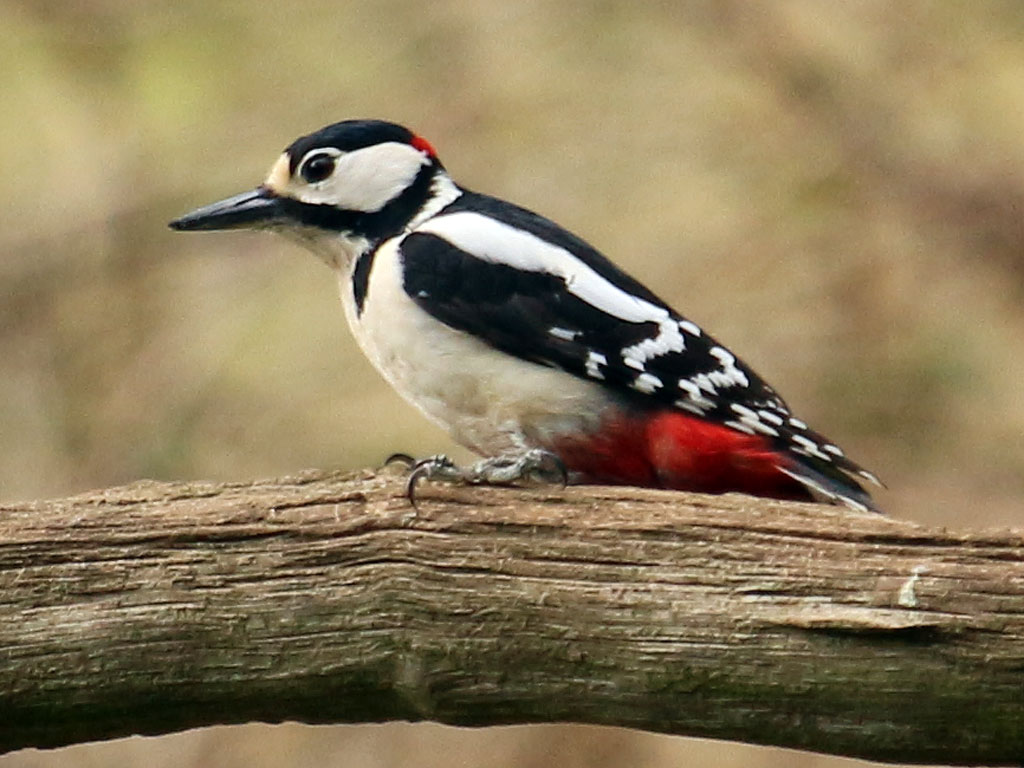 Great Spotted Woodpecker