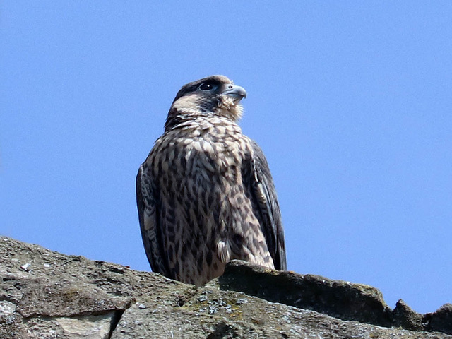 Peregrine