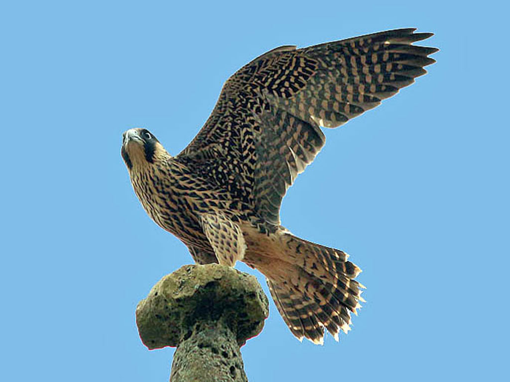 Peregrine