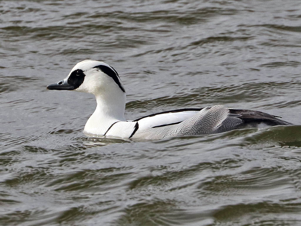 Smew