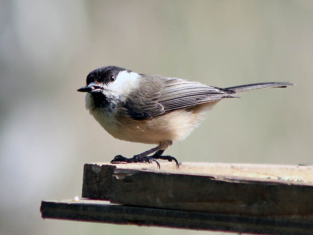 Willow Tit