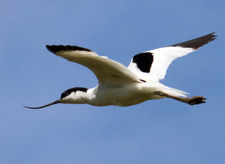 Avocet