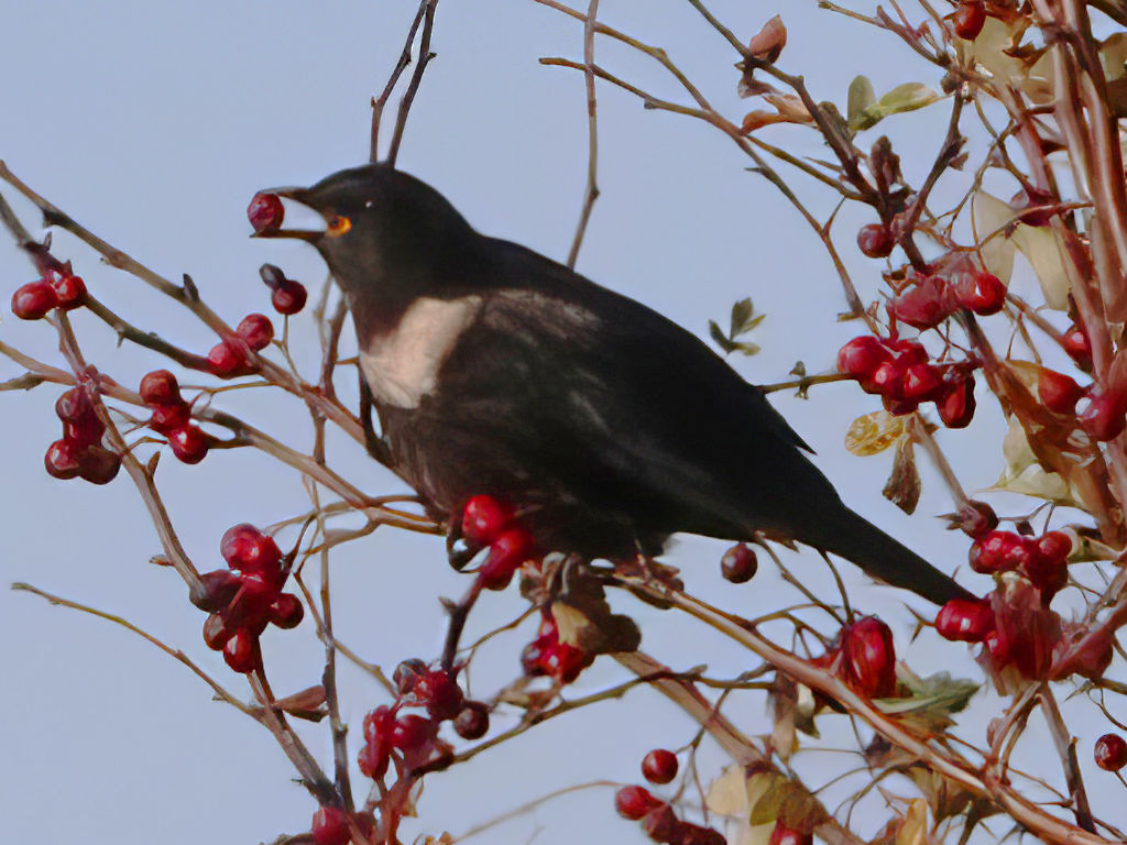 Ring Ouzel